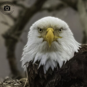 Eagle Stare