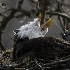Eagle Squawk
