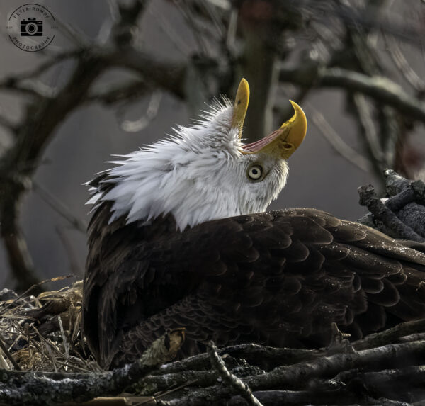 Eagle Squawk