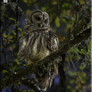 Barred Owl 2