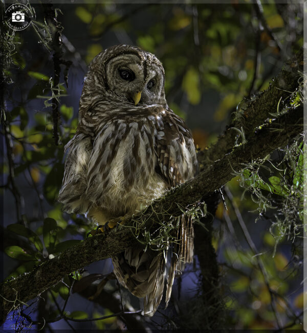 Barred Owl 2