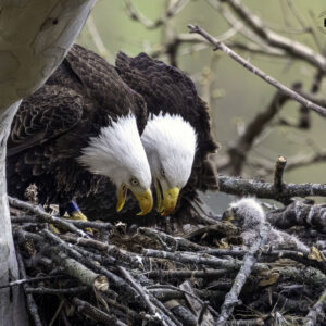 Eagle parents in nest