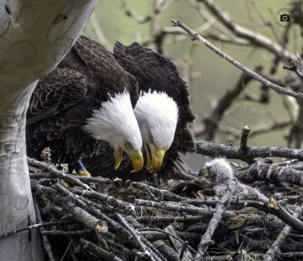 Eagle parents in nest