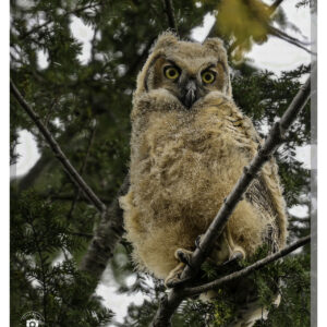 Owlet 1