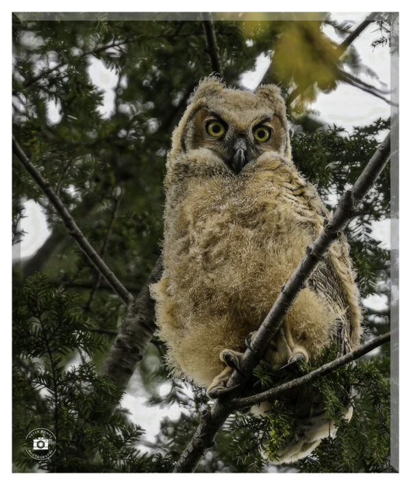 Owlet 1