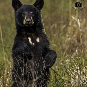 Bear Cub Standing