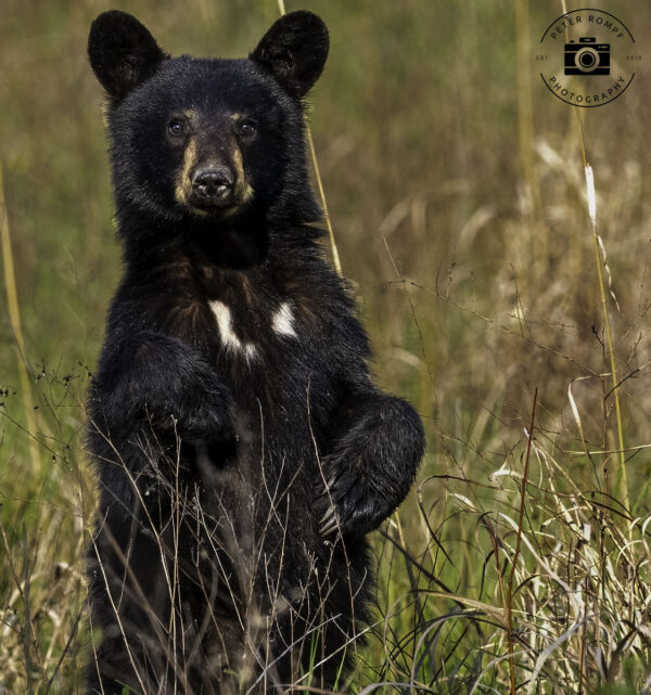 Bear Cub Standing