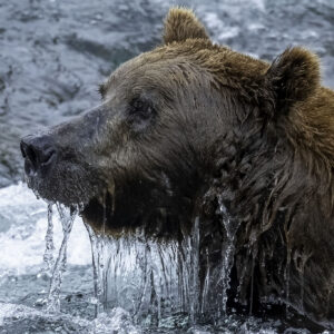 Bear in the River