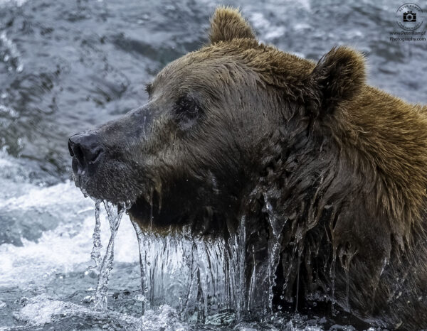 Bear in the River