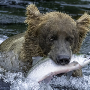 Bear with Fish 2