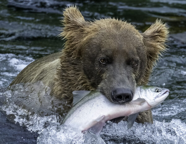 Bear with Fish 2