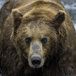 Brown Bear close up