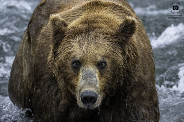 Brown Bear close up