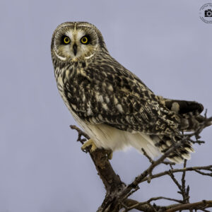 Shortie on Tree Top