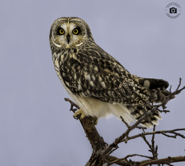 Shortie on Tree Top