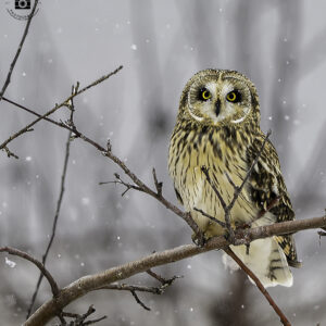 Shortie - Owl