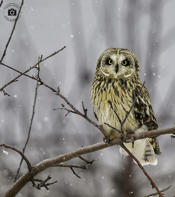Shortie - Owl