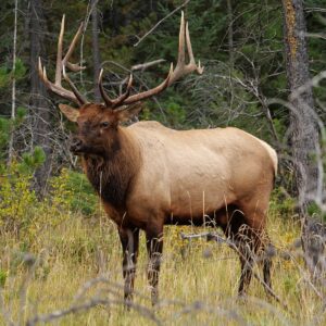 Elk Open pasture