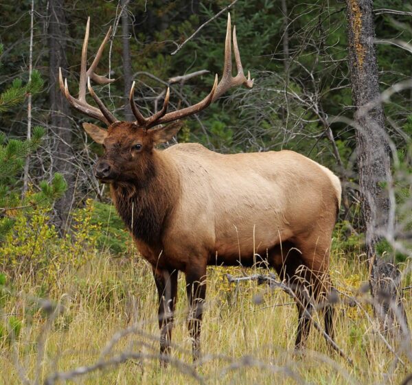 Elk Open pasture