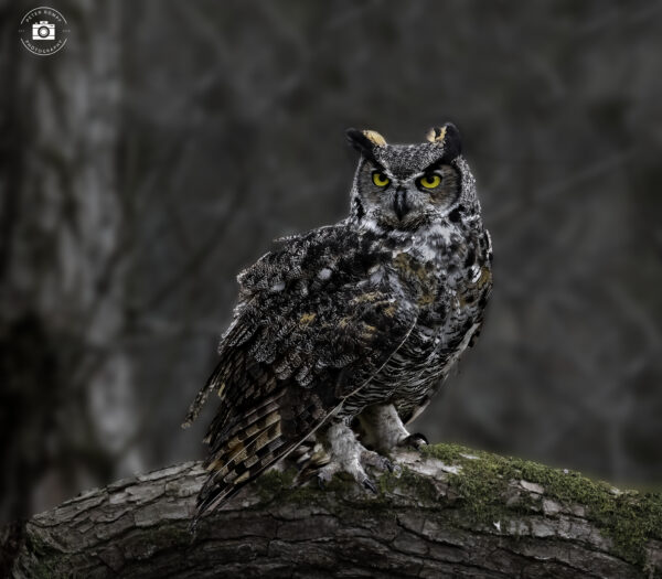 Great Horned Owl Perched