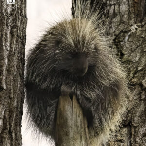 Porcupine