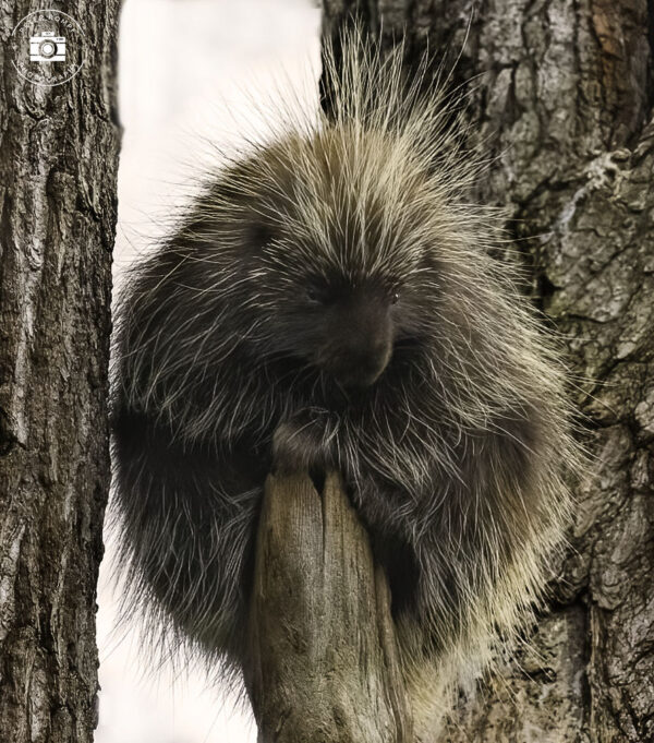 Porcupine