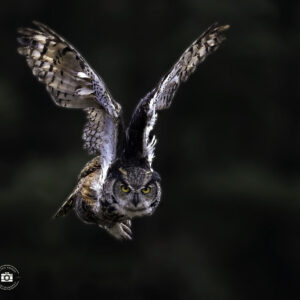 Great Horned Owl Flight