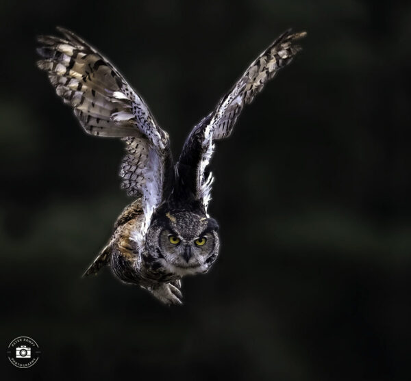Great Horned Owl Flight