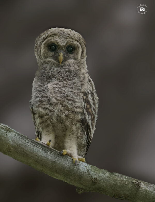 Barred Owl