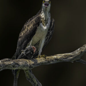 Osprey