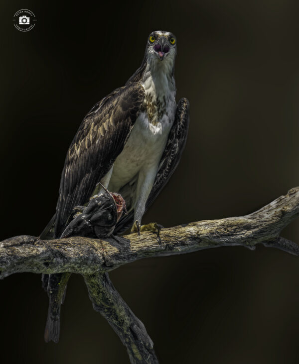 Osprey