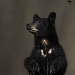 Black Bear
