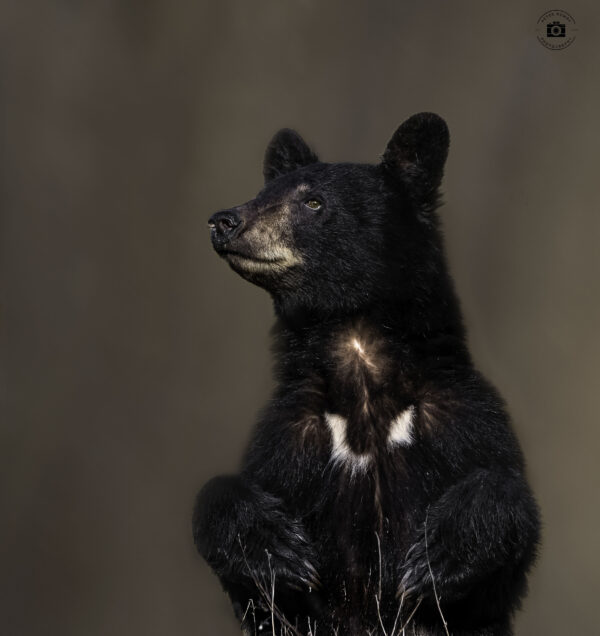 Black Bear