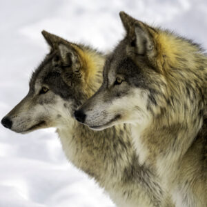 Wolves