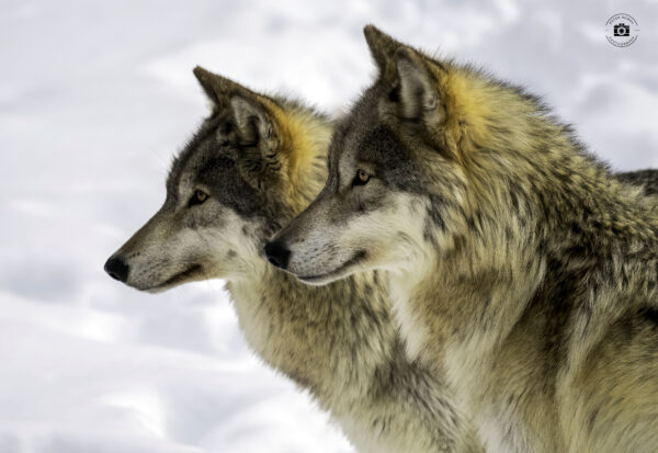 Wolves