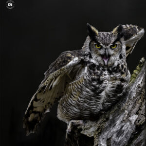 Great Horned Owl