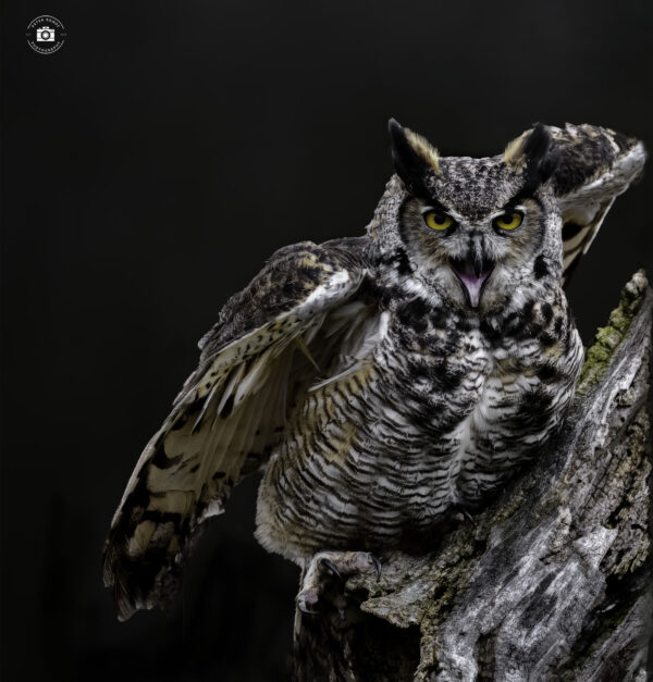 Great Horned Owl