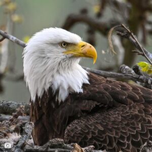 Bald Eagle 1