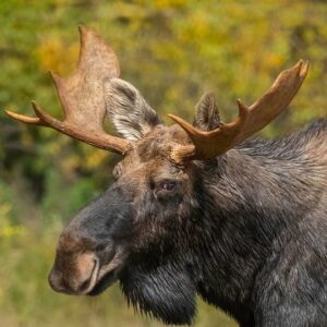 Bull Moose