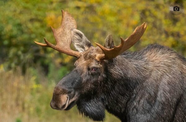 Bull Moose