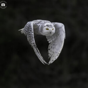 Snowy Owl Flight 2