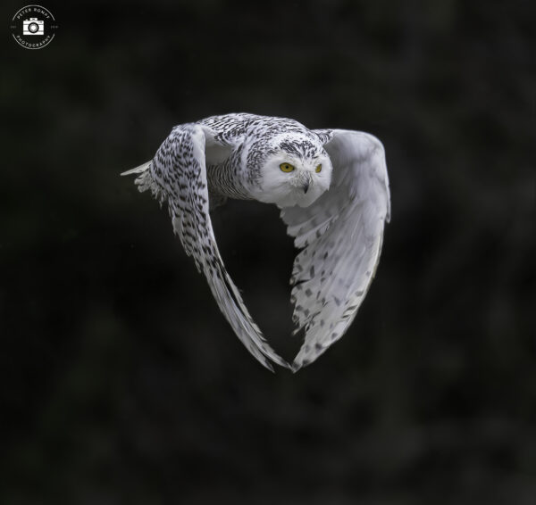 Snowy Owl Flight 2