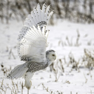 Snowy Owl Flight