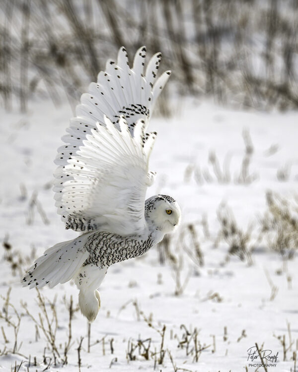Snowy Owl Flight
