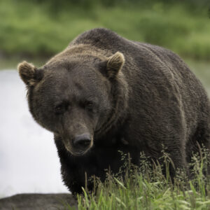 Brown Bear Russian River