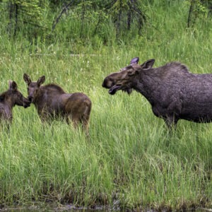 Moose in Seward