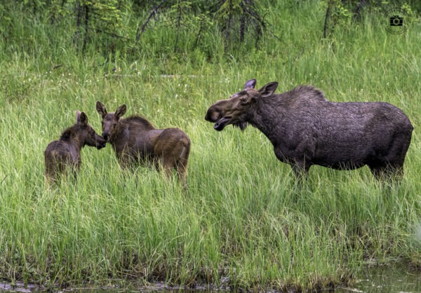 Moose in Seward