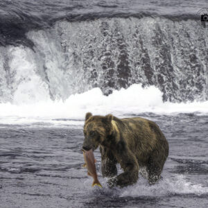 Bear with Fish