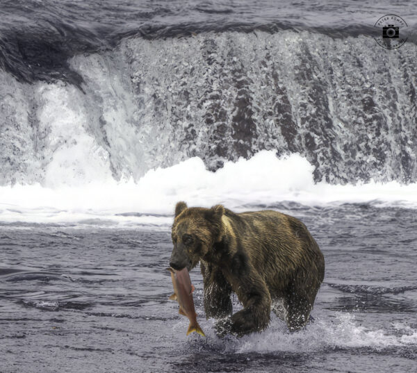 Bear with Fish