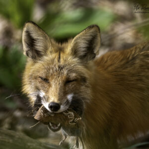 Fox